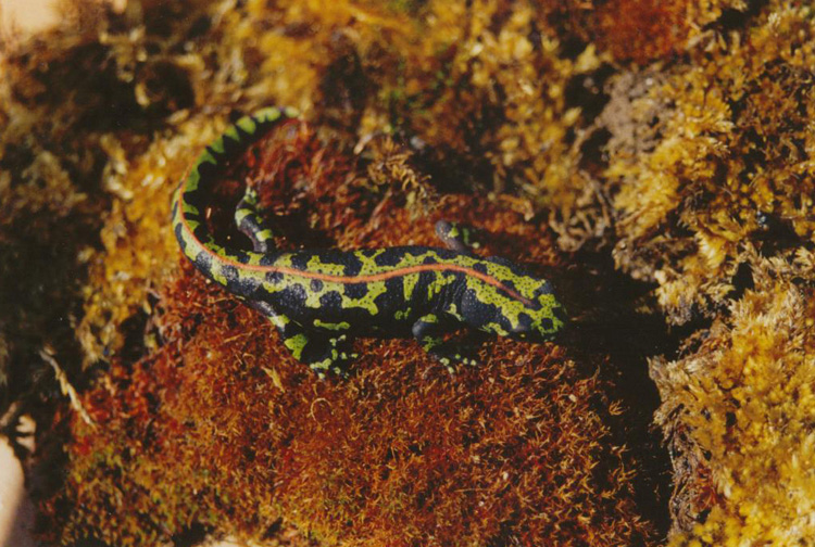 Alcuni anfibi di alta montagna in Spagna